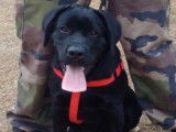 Etalon Labrador Retriever noir LOF disponible pour saillie