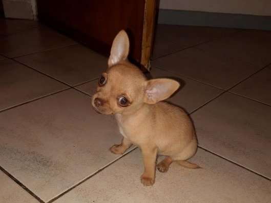 Magnifique Chihuahua miniature