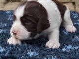 Chiots Springer Anglais marron et blanc LOF &agrave; r&eacute;server
