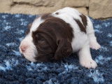 Chiots Springer Anglais marron et blanc LOF &agrave; r&eacute;server