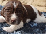 Chiots Springer Anglais marron et blanc LOF &agrave; r&eacute;server