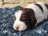 Chiots Springer Anglais marron et blanc LOF &agrave; r&eacute;server