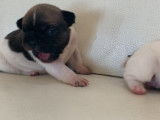 Chiots Bouledogue Fran&ccedil;ais LOF &agrave; r&eacute;server