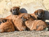 Chiots Berger des Pyr&eacute;n&eacute;es LOF &agrave; r&eacute;server
