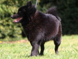 Etalon Schipperke LOF disponible pour saillie