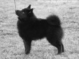 Etalon Schipperke LOF disponible pour saillie