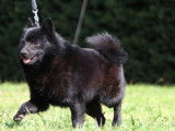 Etalon Schipperke LOF disponible pour saillie