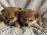 Chiots Akita Inu LOF &agrave; r&eacute;server