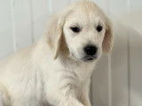 Golden Retriever LOF disponibles