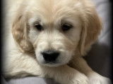 Golden Retriever LOF disponibles