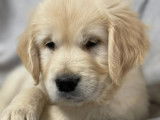 Golden Retriever LOF disponibles