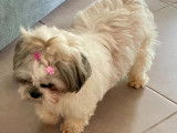 Recherche Shih Tzu mâle pour saillie