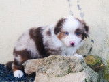 Chiot Berger Australien rouge merle LOF à vendre