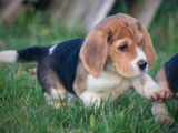 Chiots Beagle LOF tricolore à vendre