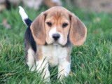 Chiots Beagle LOF tricolore à vendre