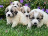 Chiots Montagne des Pyrénées LOF à vendre
