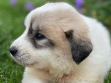 Chiots Montagne des Pyrénées LOF à vendre