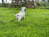 Chiots Dalmatien à vendre