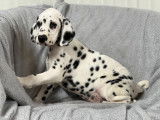 Chiots Dalmatien à vendre
