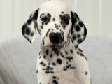 Chiots Dalmatien à vendre