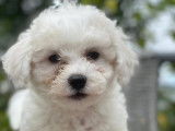 Chiots de type Bichon Fris&eacute; &agrave; vendre (1 femelle & 6 m&acirc;les)