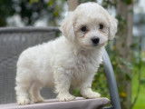 Chiots de type Bichon Fris&eacute; &agrave; vendre (1 femelle & 6 m&acirc;les)