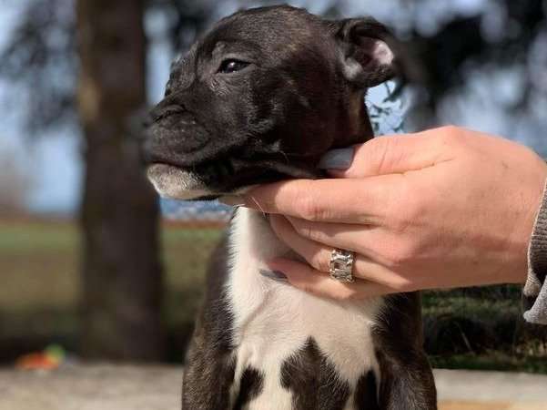 À vendre, 4 chiots Staffordshire Bull Terriers mâles noir panaché blanc (LOF)