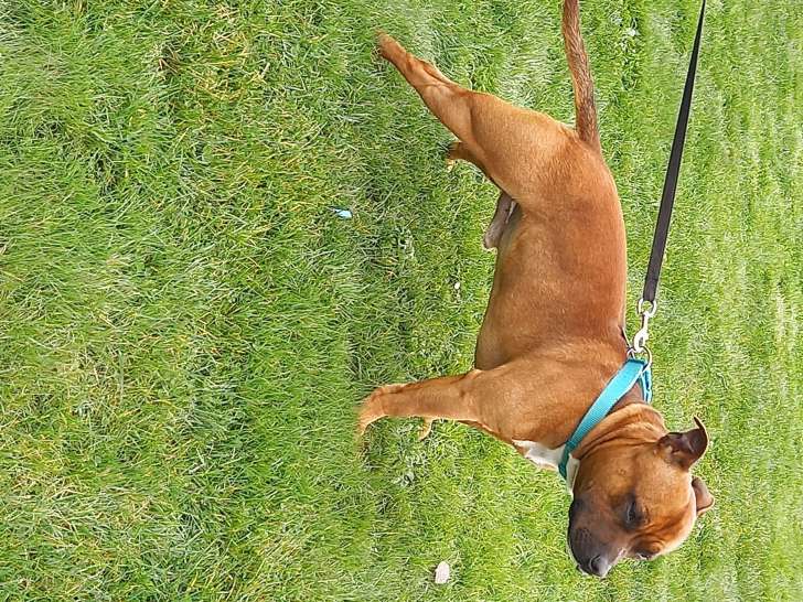 De race Staffordshire Bull Terrier disponible pour saillie