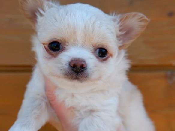 Réservation pour un chiot Chihuahua LOF femelle crème et blanc