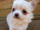 Réservation pour un chiot Chihuahua LOF femelle crème et blanc