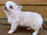 Réservation pour un chiot Chihuahua LOF femelle crème et blanc