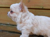Réservation pour un chiot Chihuahua LOF femelle crème et blanc