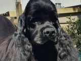 Etalon American Cocker Spaniel LOF noir disponible pour saillie