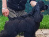 Etalon American Cocker Spaniel LOF noir disponible pour saillie
