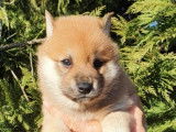 Chiots Shiba Inu LOF à vendre
