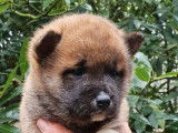 Chiots Shiba Inu LOF à vendre
