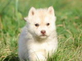 Chiots Husky Sibérien LOF à vendre