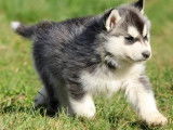 Chiots Husky Sibérien LOF à vendre