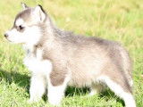 Chiots Husky Sibérien LOF à vendre