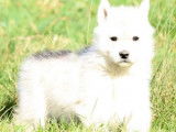 Chiots Husky Sibérien LOF à vendre