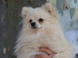Etalon Spitz Allemand LOF disponible pour saillie