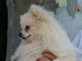 Etalon Spitz Allemand LOF disponible pour saillie