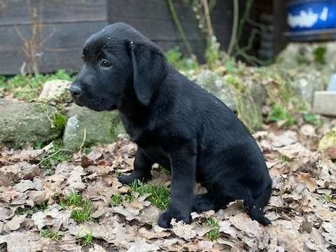 Deux chiots mâles Labradors LOF au pelage noir à vendre