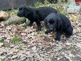 Deux chiots mâles Labradors LOF au pelage noir à vendre