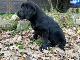 Deux chiots mâles Labradors LOF au pelage noir à vendre