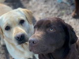 Deux chiots mâles Labradors LOF au pelage noir à vendre