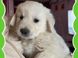 Trois chiots mâles Golden Retrievers LOF au pelage crème à acheter