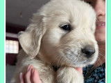 Trois chiots mâles Golden Retrievers LOF au pelage crème à acheter