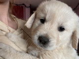 Trois chiots mâles Golden Retrievers LOF au pelage crème à acheter