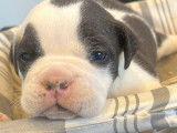 À réserver : cinq chiots American Bullys FBKC, 3 mâles et 2 femelles